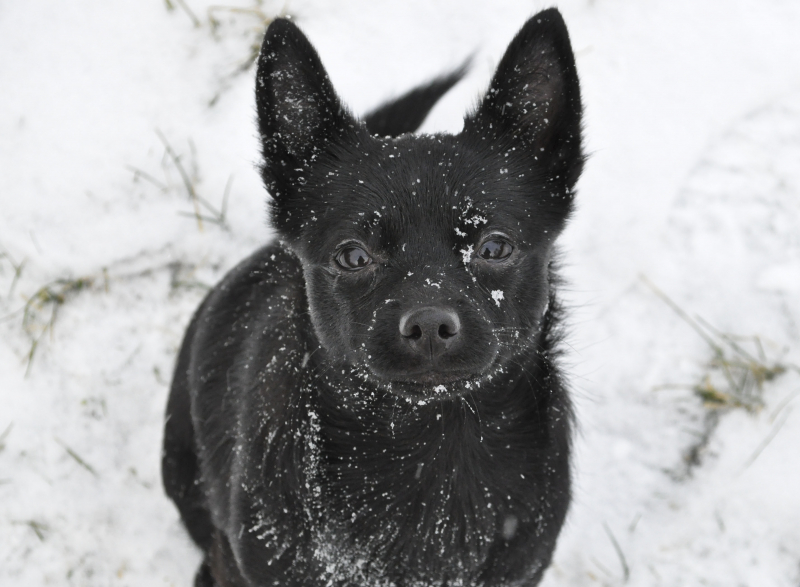 svart liten hund