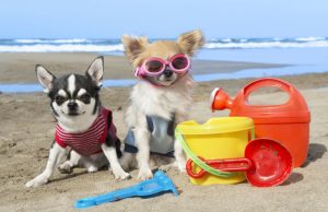 chihuahuas på stranden