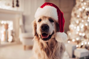 Härlig jul för din hund
