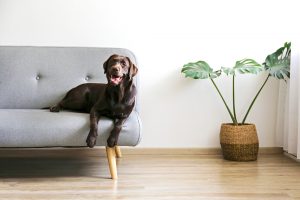 Så inreder du snyggt som hundägare
